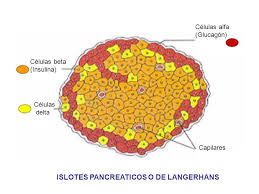 Logran crear clulas pancreticas productoras de insulina a partir de clulas de la piel