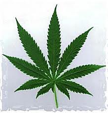 Sanidad aprueba un derivado del cannabis para tratar la esclerosis m�ltiple